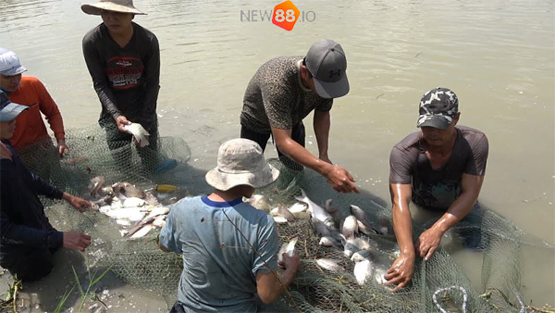 Mơ Thấy Ao Cá, Ao Hồ Là Điềm Báo Gì, Đánh Con Gì? Giải Mã Giấc Mơ 10 Thấy mình bắt cá báo hiệu điềm gì?