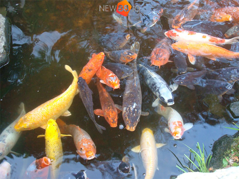 Mơ Thấy Ao Cá, Ao Hồ Là Điềm Báo Gì, Đánh Con Gì? Giải Mã Giấc Mơ 9 Mơ thấy nhiều cá trong ao