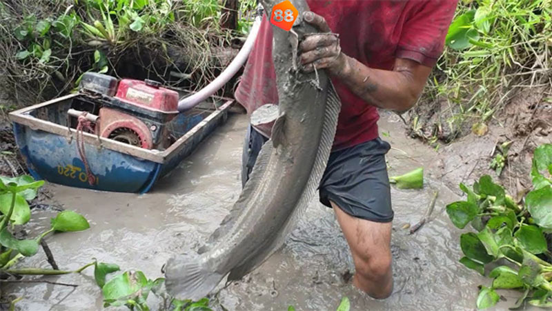 Nằm Mơ Thấy Kéo Lưới Bắt Cá Là Điềm Gì? Nên Đánh Con Nào? 7 Mộng thấy kéo dưới bắt cá trê là điềm báo gì?