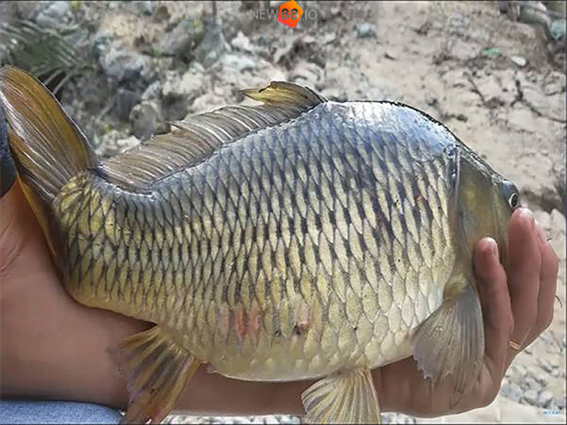 Mơ Thấy Cá Chép Đánh Con Gì? Điềm Báo Gì? Giải Mã Giấc Mơ 7 Luận giải giấc mơ thấy bản thân câu được cá chép
