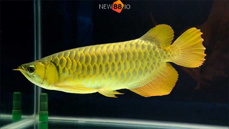 Mơ Thấy Cá Bơi Trong Nước Đánh Con Gì? Điềm Lành Hay Dữ? 11 mo-thay-ca-boi-trong-nuoc-danh-con-gi-trung-lon