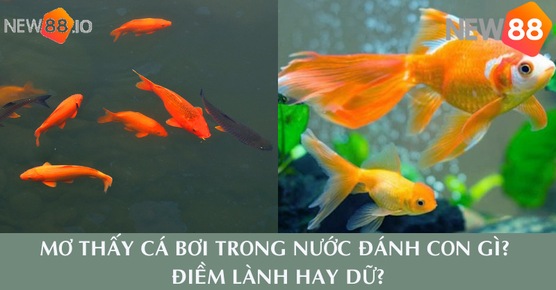 Mơ Thấy Cá Bơi Trong Nước Đánh Con Gì? Điềm Lành Hay Dữ? 6 Mơ Thấy Cá Bơi Trong Nước Đánh Con Gì? - New88.io