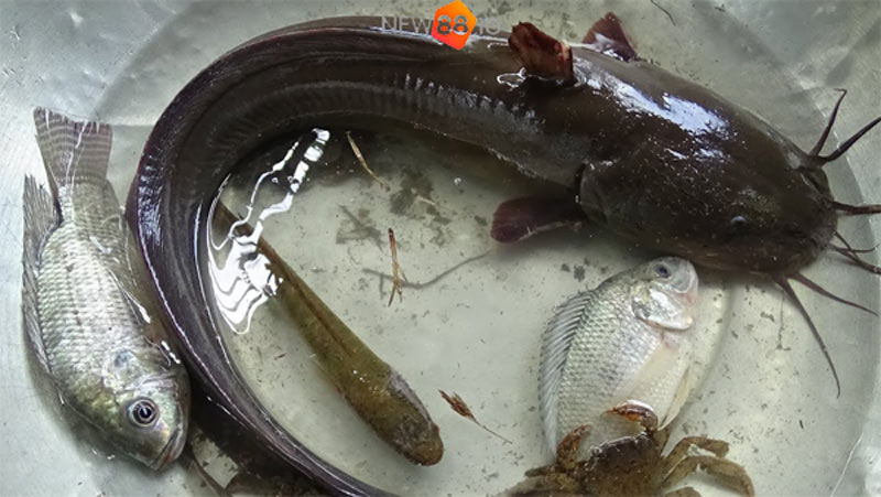 Nằm Mơ Thấy Cá Đen Đánh Con Gì? Số Mấy? Giải Mã Giấc Mơ 8 Mơ thấy cá trê đen là điềm gì?