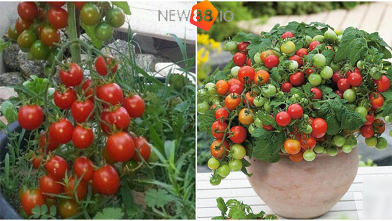 Nằm Mơ Thấy Quả Cà Chua Đánh Con Gì? Điềm Gì? Giải Mã Giấc Mơ 8 Mơ thấy quả cà chua là điềm báo lành hay dữ sắp tới?