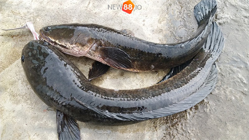 Nằm Mơ Thấy Cá Đen Đánh Con Gì? Số Mấy? Giải Mã Giấc Mơ 9 Mộng thấy cá lóc đen là điềm báo tốt hay xấu?