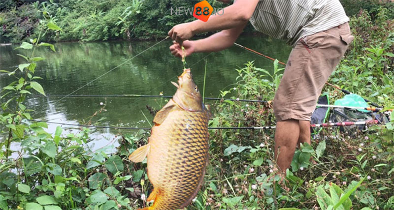Nằm Mơ Thấy Cá Điềm Lành Hay Dữ? Đánh Con Gì? Số Mấy? 7 Nằm mơ thấy bản thân đi câu cá trên sông