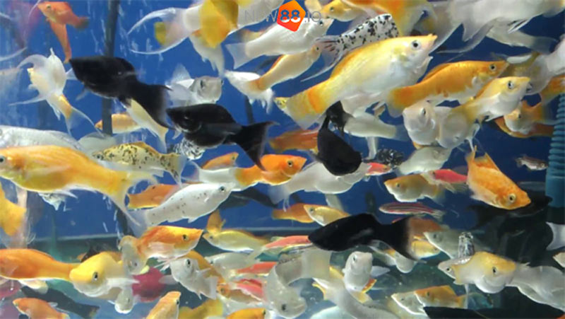 Mơ Thấy Cá Bơi Trong Nước Đánh Con Gì? Điềm Lành Hay Dữ? 7 Ý nghĩa giấc mơ cá bơi trong nước? Lành hay dữ?