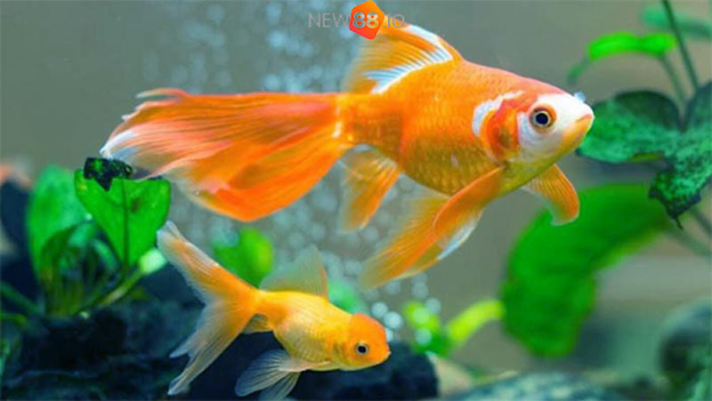 Nằm Mơ Thấy Cá Điềm Lành Hay Dữ? Đánh Con Gì? Số Mấy? 6 Ý nghĩa tâm linh khi nằm mơ thấy cá?