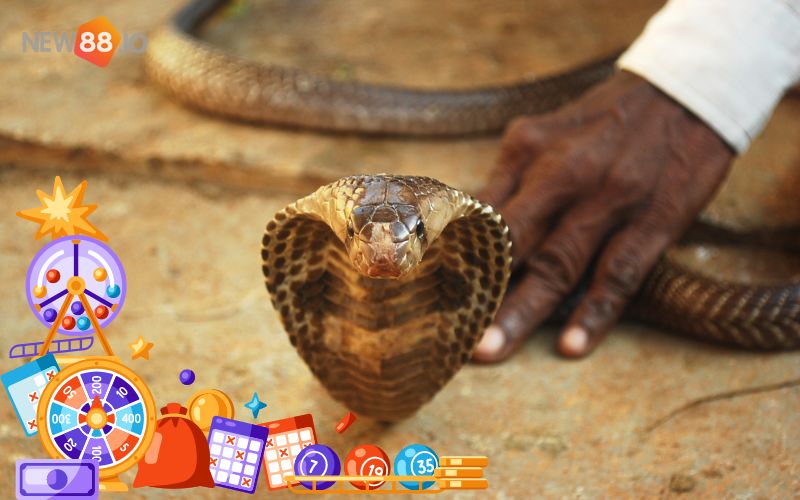 Mơ thấy rắn hổ mang đánh số gì? Giải mã giấc mơ thấy rắn hổ mang. 5 Mơ thấy rắn hổ mang đánh số gì?
