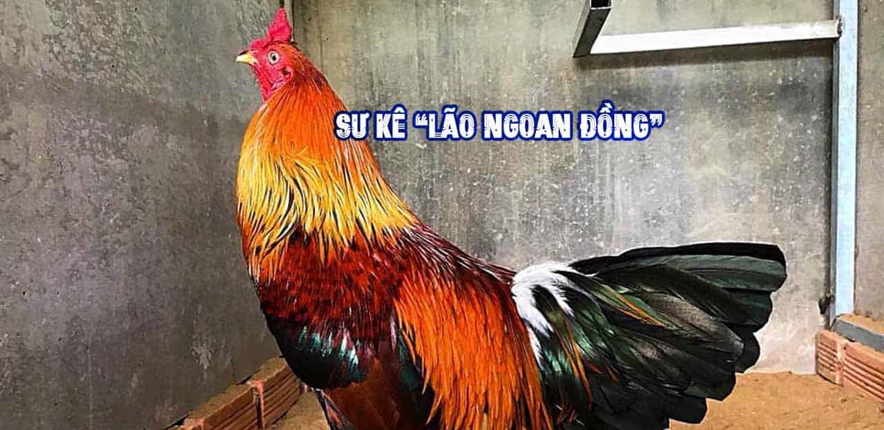 Lão Ngoan Đồng - Sư kê lừng danh với những trận đấu bạc tỷ 7 Lão Ngoan Đồng