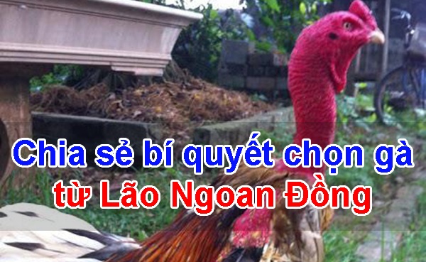 Lão Ngoan Đồng - Sư kê lừng danh với những trận đấu bạc tỷ 6 Lão Ngoan Đồng
