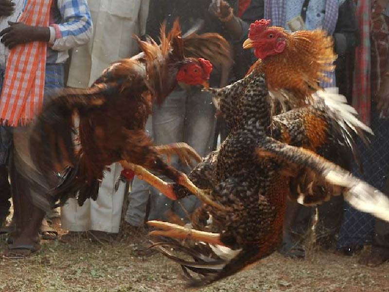 Bỏ túi 3 mẹo đá gà cựa dao bất bại - Từ tay mơ thành cao thủ là dễ 5 Mẹo đá gà cựa dao