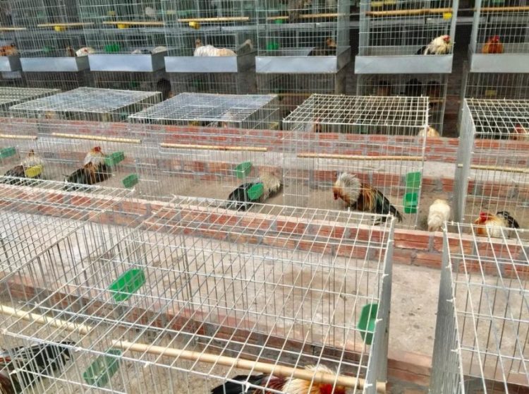 Mít Trà Cú - Tay chơi đá gà khét tiếng miền Nam 6 Mít trà cú