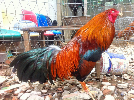 Hướng dẫn cách mua gà đá trên mạng cực chuẩn, chất lượng 4 Mua gà đá trên mạng