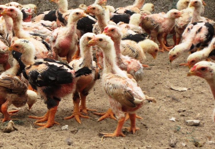 Hướng dẫn kỹ thuật nuôi gà Đông Tảo mau lớn, hiệu quả 100% 4 Nuôi gà đông tảo