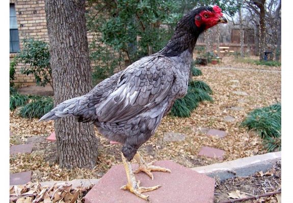 2 cách phân biệt gà chọi thuần và gà chọi lai cực chuẩn xác 7 Phân biệt gà chọi thuần và gà chọi lai