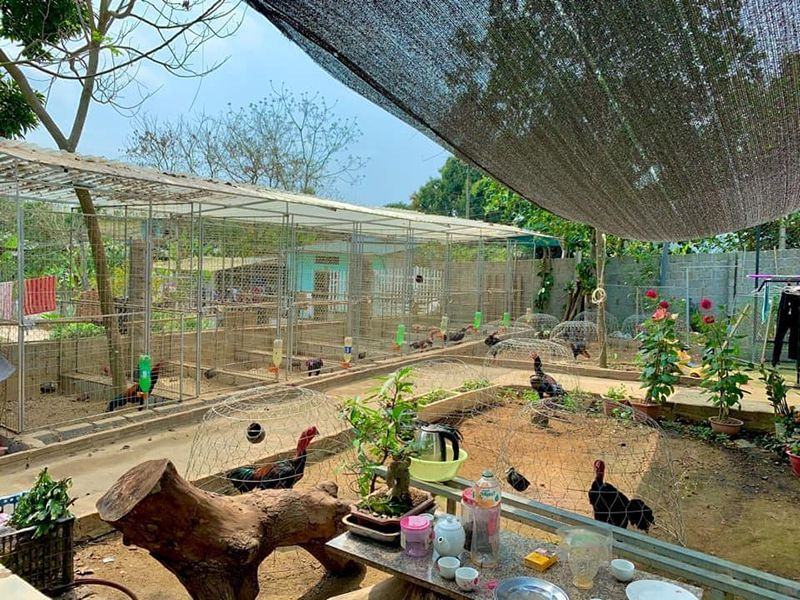 Trại gà Phúc Bình Dương - Hoành tráng đến ngỡ ngàng 6 Trại gà phúc bình dương