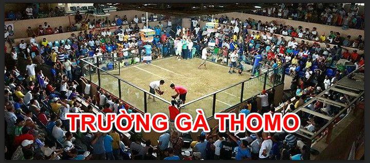 Trận đá gà 24 tỷ siêu khủng và những thông tin thú vị 7 Trận gà 24 tỷ