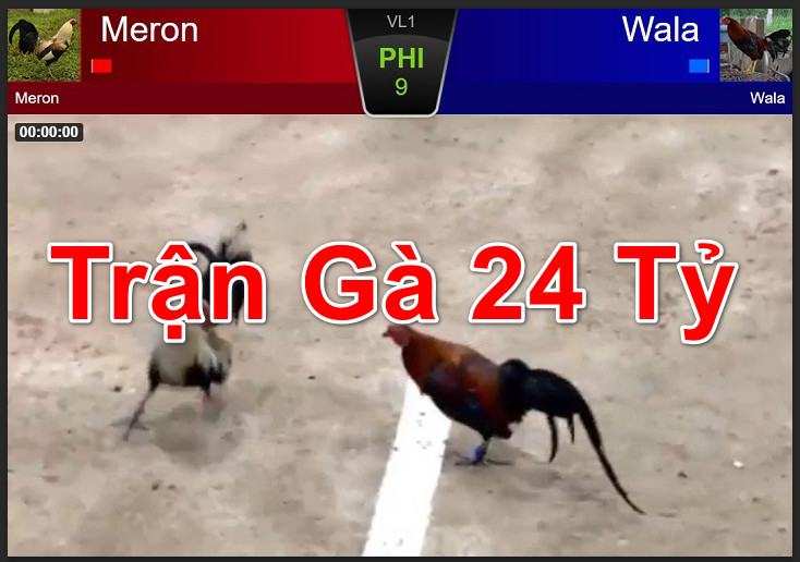 Trận đá gà 24 tỷ siêu khủng và những thông tin thú vị 5 Trận gà 24 tỷ