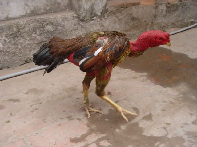 Hướng dẫn cách chữa gà què chân đơn giản, hiệu quả, mau khỏi 5 Cách chữa gà bị què chân