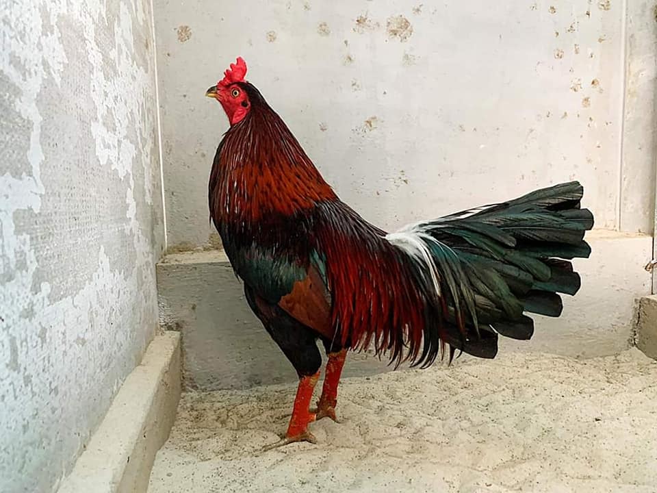 Gà cọp là gì? Danh xưng hùng kê với loạt chiến tích vang dội 4 Gà cọp