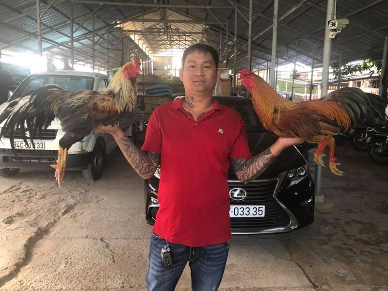 Gà cọp là gì? Danh xưng hùng kê với loạt chiến tích vang dội 5 Gà cọp